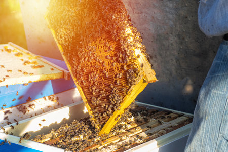 beekeeper checking health and vitality of bee colony. essential practice for sustainable and successful apicultureの写真素材