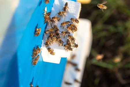 swarm of busy bees buzzes around their wooden hive, gathering nectar and pollen from the surrounding flowers.の写真素材
