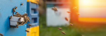seasonal nature of beekeeping and impact of weather conditions on life of bees and production of honeyの写真素材
