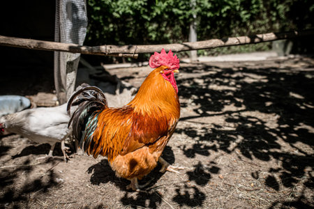 countryside. A beautiful red rooster in a chicken coop at noon in the shade.の写真素材