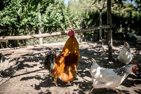 countryside. A beautiful red rooster in a chicken coop at noon in the shade.
