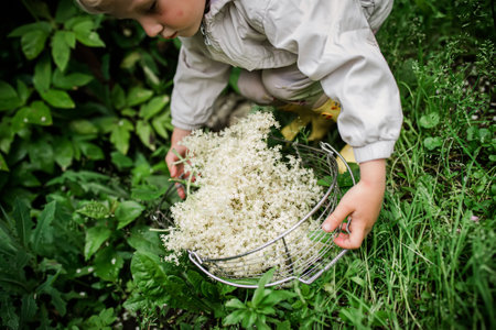 The hands of a child plucking elderflowers from bushes in the summer. Collection of ingredients for a refreshing drink or medicines of non-traditional phytomedicine.の写真素材