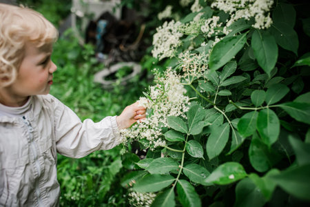 The hands of a child plucking elderflowers from bushes in the summer. Collection of ingredients for a refreshing drink or medicines of non-traditional phytomedicine.の写真素材