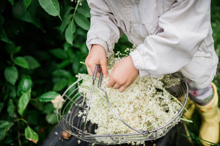 The hands of a child plucking elderflowers from bushes in the summer. Collection of ingredients for a refreshing drink or medicines of non-traditional phytomedicine.の写真素材