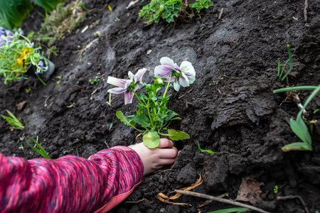 A girl plants a flower in the soil in a flower bed