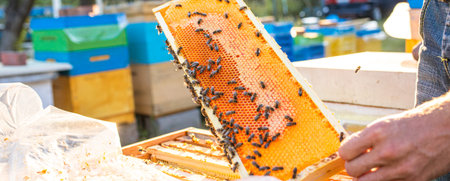 Beekeeper is working with bees and beehives on apiary. Bees on honeycomb. Frames of bee hive....