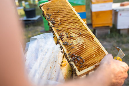 beekeeper inspects frame with queen cells on apiary in evening in rays of setting sun. beekeeper...