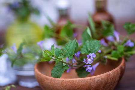 Glechoma hederacea, ground-ivy, gill-over-the-ground, creeping charlie, alehoof, tunhoof, catsfoot, field balm, and run-away-robin, creeping jenny in an eco-friendly wooden plateの写真素材