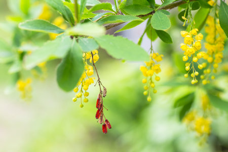 Berberis vulgaris, simply barberry Yellow flowers. Buds cluster on blooming Common or European Barberry in spring Dried barberry berries among flowers.の写真素材