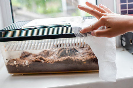 Hand boy wipes Tarantula spider terrarium. The sterelization and disinfection of surfaces. Caring...