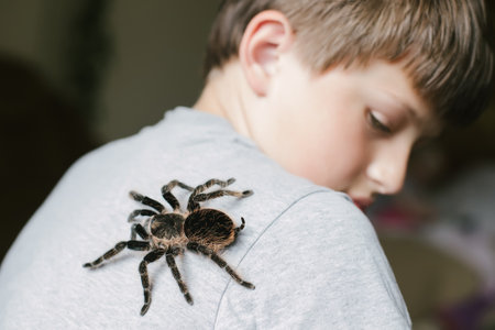 Tarantula spider on boys on back. Scary pet Brachypelma albopilosum plays with child. Caring for animals at home. Arachnophobia.の写真素材
