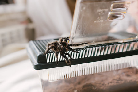 Tarantula escaped from terrarium. Brachypelma albopilosum at home
