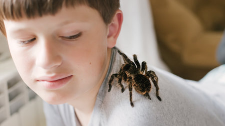 Tarantula spider on boys shoulder. Scary pet Brachypelma albopilosum plays with child. Caring for animals at home. Arachnophobia.の写真素材