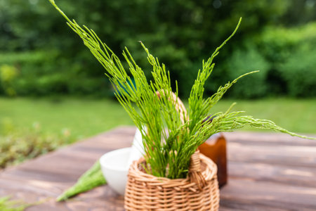 Fresh horsetail sprouts in basket on background of gardenの写真素材