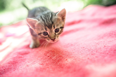 Scared little tabby cat walking on red blanket on sunny day
