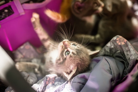 A lovely little kitten lies in a crib with other stray cats.の写真素材
