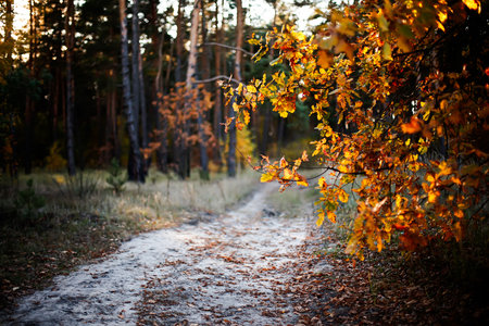 Autumn road. abstract pattern of multicolored leaves against a backdrop of lush greenery.の写真素材