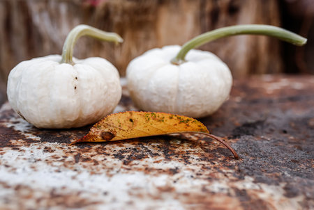 Autumn. Two pumpkins on the background of an old tree stumpの写真素材
