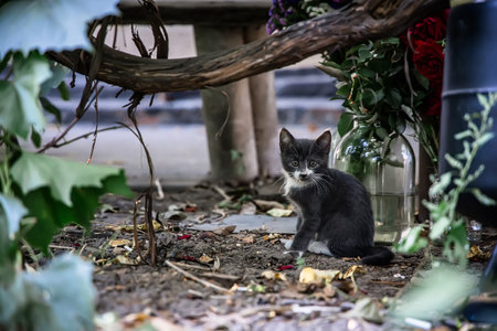 A small gray kitten in the yard near a cut bouquet of rosesの写真素材