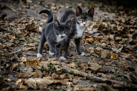 Tri-color mama cat with kitten on dry autumn leaves in the backyard of the house.