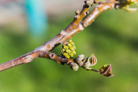 Walnut blooms. Walnuts young leaves and inflorescence on a city background. flower of walnut on the branch of tree in the spring. Collect pollen from flowers and budsの写真素材