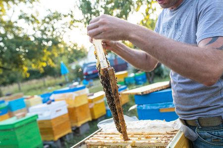 beekeeper holds a frame with honey, and bees. Close-up of beekeeping. Local ecosystem and support.の写真素材