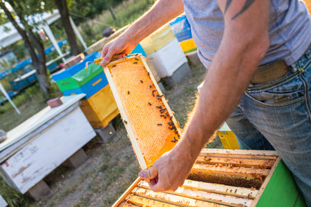 Open hive with bees drew nice straight comb on this foundation-less frame . light comb was used for honey storage. Brace comb is one of the many types of comb, bridge comb, cross combの写真素材