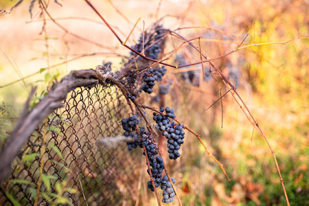 Ice wine. Icewine, eiswein, iced wine, sweetest wine is from grapes shredded Grapevine after first frost. Withered yellow leaves of grapes in autumn after the first cold weather. Harvested conceptの写真素材