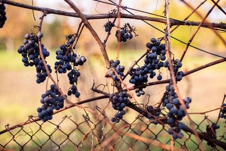 Ice wine. Icewine, eiswein, iced wine, sweetest wine is from grapes shredded Grapevine after first frost. Withered yellow leaves of grapes in autumn after the first cold weather. Harvested conceptの写真素材