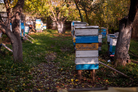 Multihive apiary in the autumn orchard. Preparing the apiary for winter. Ideal for agricultural magazinesの写真素材