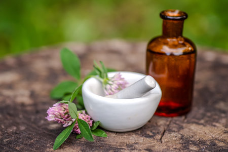 Trifolium medium, zigzag clover next to pharmacy utensils bottle for medicines, pantglas made of dark glass. Laboratory mortar porcelain with pestle for preparation of tincture of medicinal herbsの写真素材
