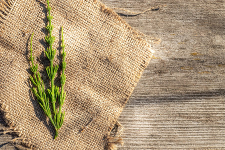 fresh Equisetum arvense, field horsetail or common horsetail on a wooden table. used in traditional herbal medicine and for cookingの写真素材