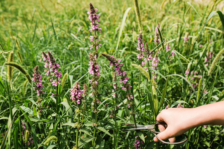 Lythrum salicaria, purple loosestrife, spiked loosestrife, purple Lythrum herb is collected by hand healers, and local witches, who make a ritual out of it for girls who want to bewitch guy.の写真素材