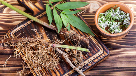 Valeriana roots, leaves and flowers close-up. Collection and harvesting of plant parts for use in traditional and alternative medicine as a sedative and tranquilizer. Selective focus. Soft focus. Top viewの写真素材