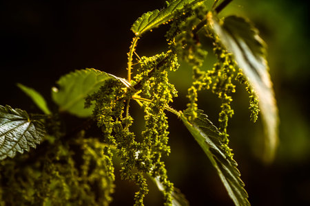 Urtica dioica, often called common nettle, or stinging nettle, or nettle leaf. Collection of nettle...
