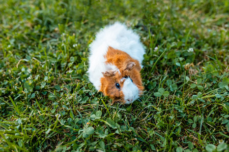 guinea pig walking on green grass in summer. Beautiful calm rodent pet.