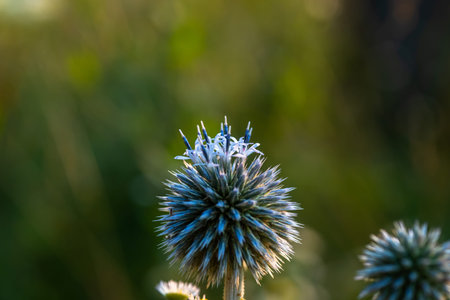 Echinops sphaerocephalus, glandular globe-thistle, great globe-thistle or pale globe-thistle in...
