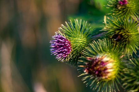 Arctium lappa, greater burdock,gobo, edible burdock,lappa,beggar's buttons,thorny burr, or happy...