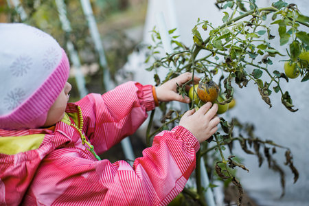 A child picks an unripe tomato before autumn frosts. Harvesting. Last Tomatoesの写真素材