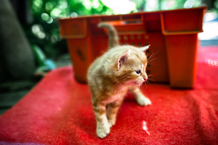 Newborn red kitten tentatively taking its first steps into the world. Abandoned and seeking a loving home.の写真素材