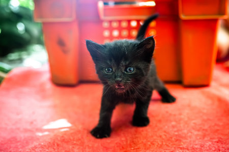 precious, recently born black kitten takes its initial steps, filled with curiosity. These abandoned kittens hope to find a warm and loving familyの写真素材