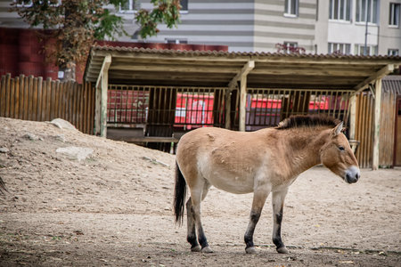 Przewalski's horse in the zoo. Przewalski's horse is a rare breed of horse.の写真素材