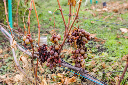Ripe grapes on a vineyard in autumn. Vineyards in fall.の写真素材