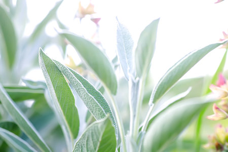 Close up of fresh green sage leaves in the garden. Natural background.の写真素材