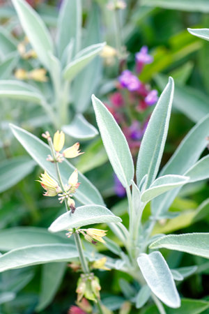 Salvia officinalis, commonly known as sage, sage, sage, sage, sage, or sageの写真素材