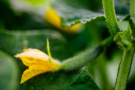 Cucumber plant with yellow flower in the garden, stock photoの写真素材
