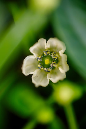 White flower peppers on a green background, macro, shallow depth of fieldの写真素材