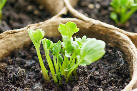 Young seedlings of Ranunculus asiaticus, a cultivated form, buttercups, spearworts and water crowfoots in the ground. Selective focusの写真素材