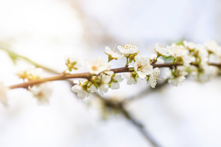 cherry blossom on a tree branch in spring, shallow depth of field