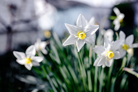 White daffodils in the garden. Spring flowers background.